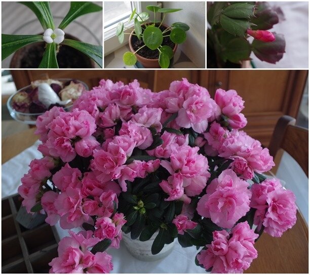 fleurs maison