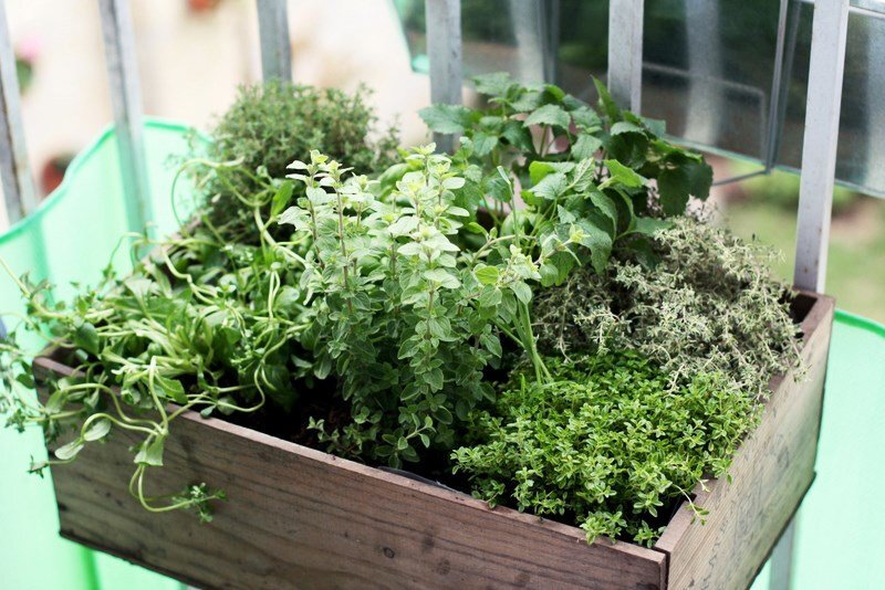 Herbes aromatiques