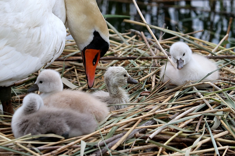 Naissance D Un 4eme Cygneau A La Baie De Memard La Faune Au Fil Des Randos