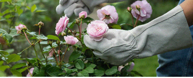 &rose7