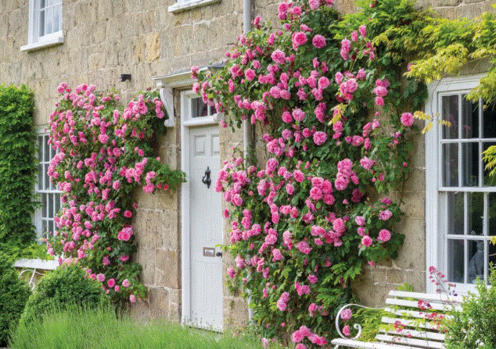 &rose14