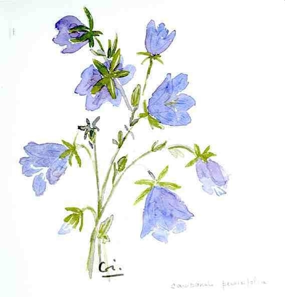 campanules percifolia