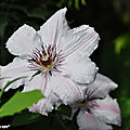 Clematite-Jean-Paul-II