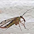 mouche scorpion • Panorpa communis femelle