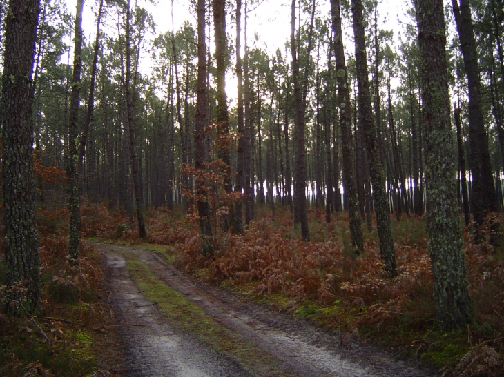 Photo-chemin-en-forêt-escource