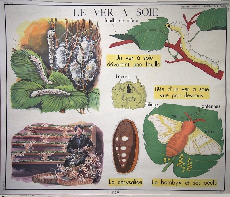 Ver à soie