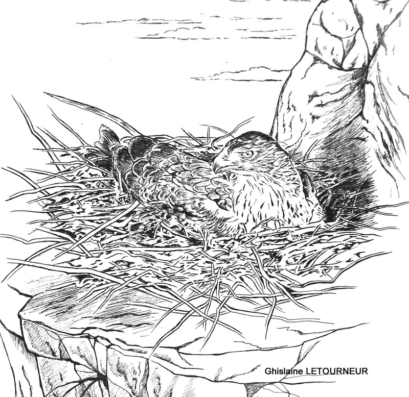 Aigle de Bonelli - Femelle dans l-aire couvaison - Dessin feutre Ghislaine LETOURNEUR