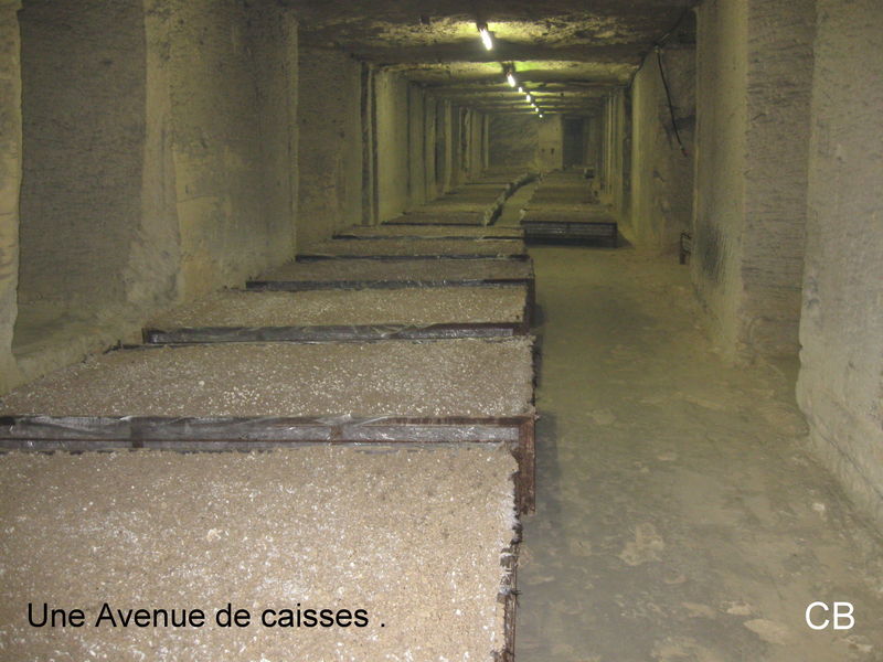 La Grande Champignonnière de la Croix Madeleine . - BALADE PHOTOS