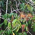Fleurs-de-cacao