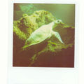 tortue d'aquarium