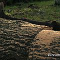 DSC03031