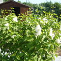 lilas blanc au jardin