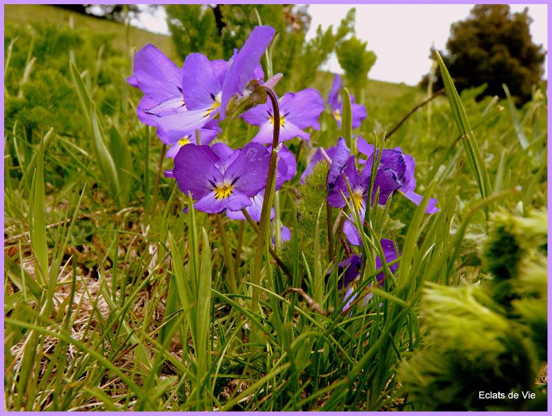 Pensées Sauvages Photo De 4 Bouquetins Et Fleurs