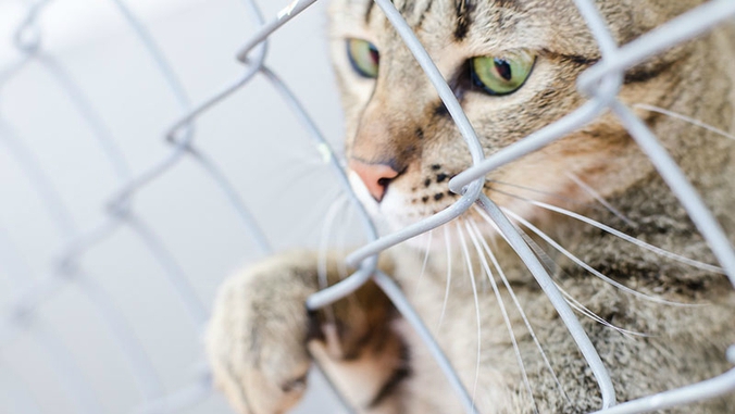 Un Pauvre Chat Enferme Dans Un Sac Plastique N A Pas Survecu Les Creoles Ont La Parole