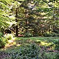 Forêt de berges près de l'Arrigaux à Coeyloge