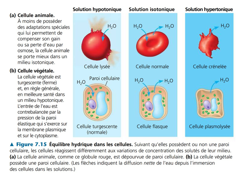 équilibre hydrique cellule animale cellule vegétale