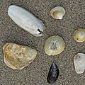 Coquillages sur la plage