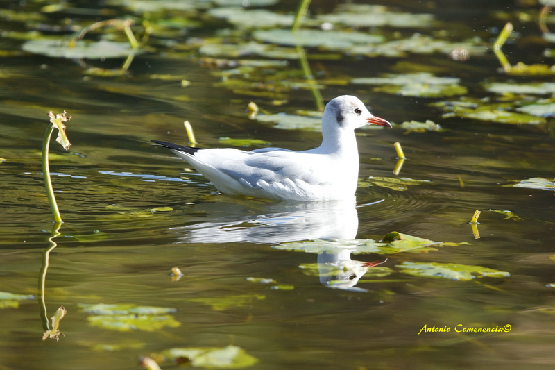 Mouette