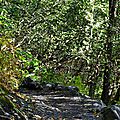 Exit Glacier 8