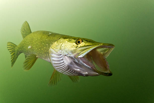 Ouverture de la pêche du brochet samedi 29 avril