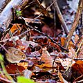 Campagnol roussâtre - Myodes glareolus