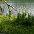 Iris des marais les racines dans le Loiret