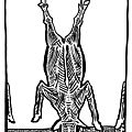 vache morte