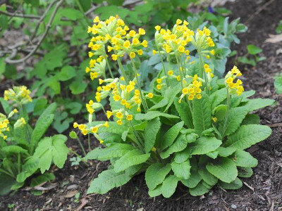 primevere-officinale2