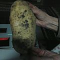 Scandale: une patate de 652g!