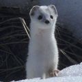 Hermine, Mustela erminea