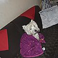 _DSC0031