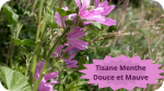 21 MAUVE(5) Tisane menthe douce et Mauve-modified