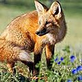 Renard