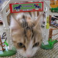 Cookie et les playmobils