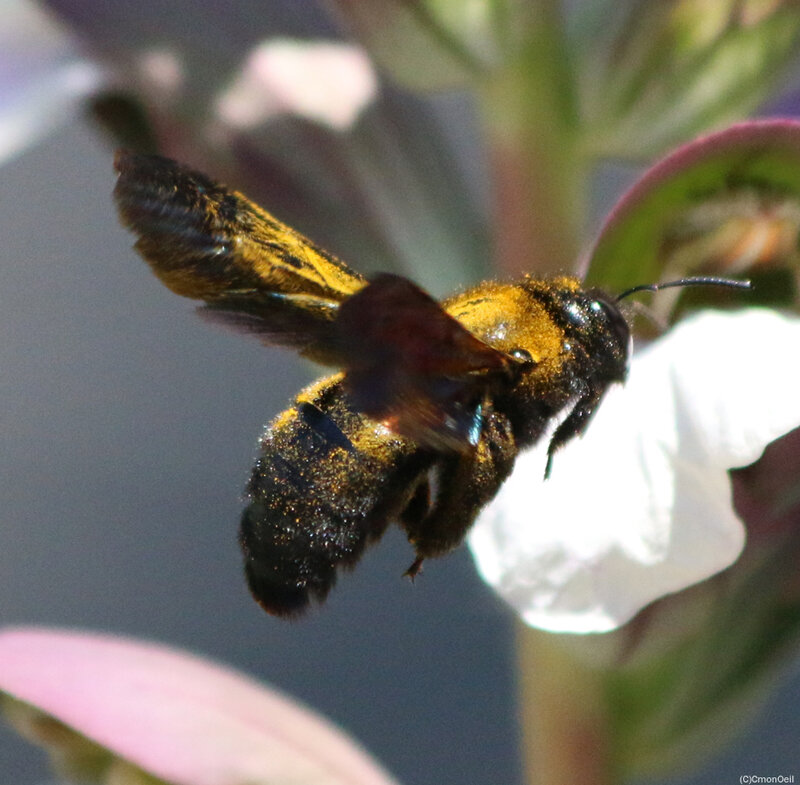 pollen
