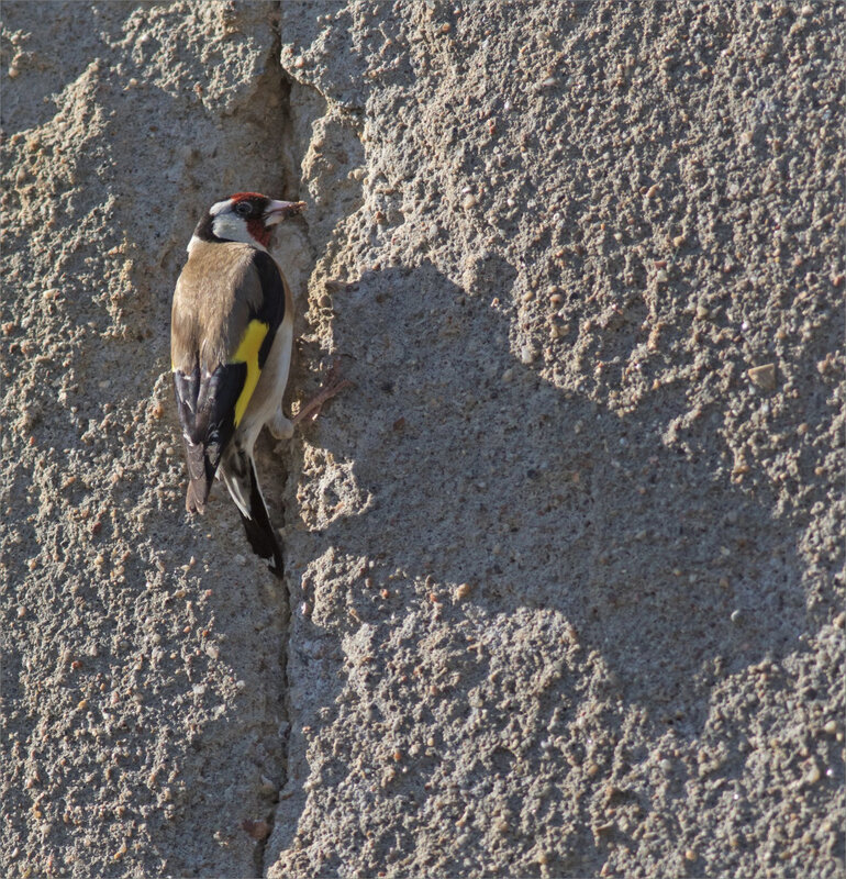 ville oiseau chardonneret mur 6 220619