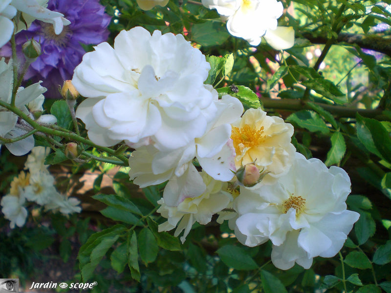 Un rosier grimpant aux petites fleurs blanches et jaunes