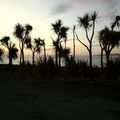 Palm trees under the sunrise