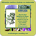 Arruda (ruta graveolens) - alimento 