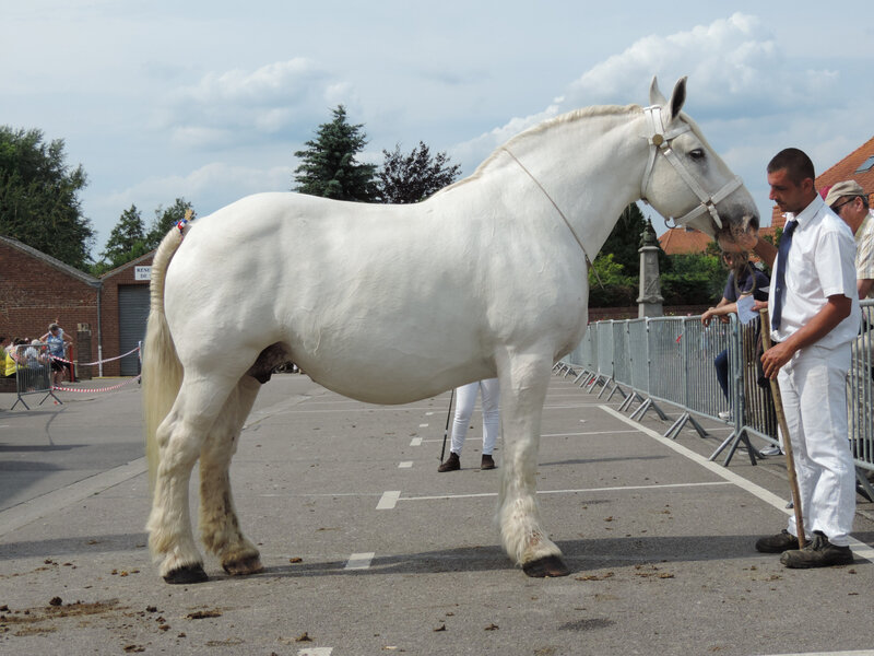 Rikita de l'Ecurie - 18 Juin 2019 - Local de Thérouanne (62) - 2e (Non Poulinées)