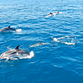 Dauphins en liberté dans le golfe de corinthe - dolphins playing in the gulf of corinth
