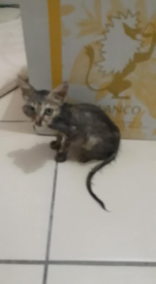 Petit Chaton Trouve Sur Une Plage Avait Un Abces A La Joue Est Parti Rejoindre Les Etoiles Avant La Visite Chez Le Veterinaire Les Creoles Ont La Parole