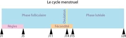 Calculer sa date ou période d'ovulation facilement : méthode, cycle...