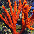 Les récifs coralliens surveillés par satellite