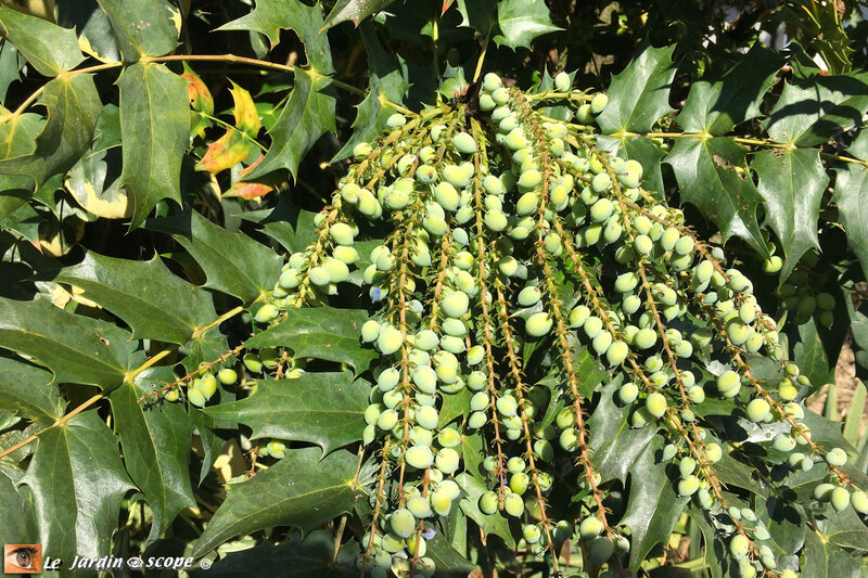 Mahonia Les Jardins De Malorie