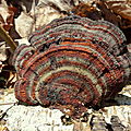 palette