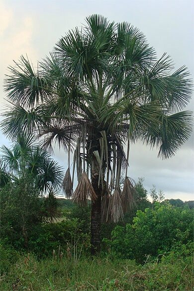 le palmier bâche