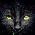 Le chat noir de la fée brodeuse, 18e à recevoir la grille