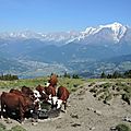 Cordon, randonnée belvédère, chalets des Bénés, vaches et Mont Blanc (74)