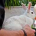 RABBITS